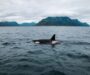 Επίθεση από φάλαινες όρκες σε ιστιοπλοϊκό σκάφος στο στενό του Γιβραλτάρ